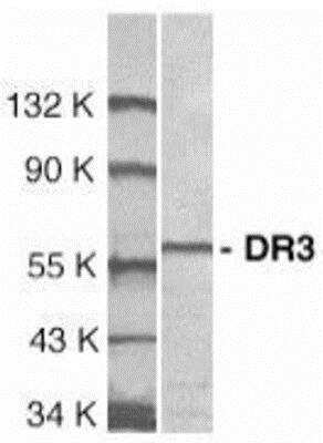 Western Blot: DR3/TNFRSF25 AntibodyBSA Free [NBP1-77019]