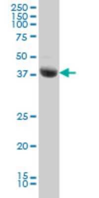 Western Blot: DRAK2 Antibody (2C3) [H00009262-M01]