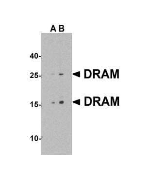 Western Blot: DRAM AntibodyBSA Free [NBP1-76759]