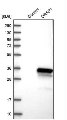 Western Blot: DRAP1 Antibody [NBP1-81008]