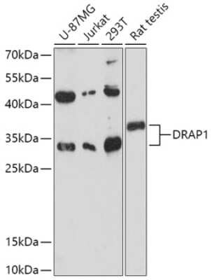 Western Blot: DRAP1 AntibodyAzide and BSA Free [NBP2-92363]