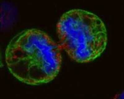 Immunocytochemistry/ Immunofluorescence: DRAQ5 (TM) - 0.5 mM [NBP2-81129]