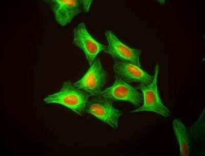 Immunocytochemistry/ Immunofluorescence: DRAQ5 (TM) - 0.5 mM [NBP2-81129]