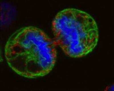 Immunocytochemistry/ Immunofluorescence: DRAQ5 (TM) [NBP2-81125]