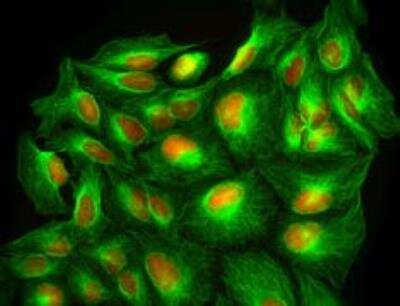 Immunocytochemistry/ Immunofluorescence: DRAQ7 (TM) [NBP2-81126]