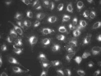 Live Imaging Microscopy: DRAQ9 (TM) [NBP2-81128]