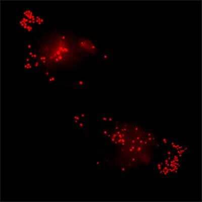 Live Imaging Microscopy: DRAQ9 (TM) [NBP2-81128]
