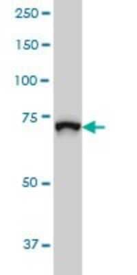 Western Blot: DREF Antibody (5G1) [H00009189-M01]