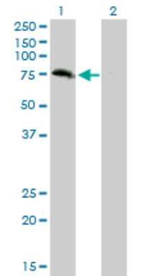 Western Blot: DREF Antibody (5G1) [H00009189-M01]