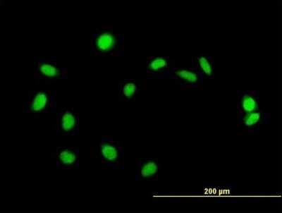 Immunocytochemistry/ Immunofluorescence: DREF Antibody [H00009189-B01P]