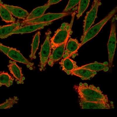 Immunocytochemistry/ Immunofluorescence: DREF Antibody (PCRP-ZBED1-1E1) [NBP3-07536]