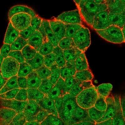 Immunocytochemistry/ Immunofluorescence: DREF Antibody (PCRP-ZBED1-1E1) - Azide and BSA Free [NBP3-08861]