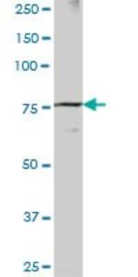 Western Blot: DREF Antibody [H00009189-B01P]