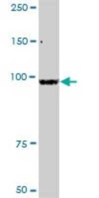 Western Blot: DREF Antibody [H00009189-D01P]