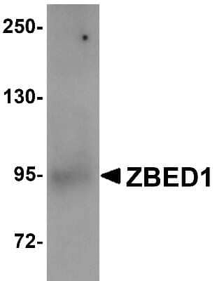 Western Blot: DREF AntibodyBSA Free [NBP1-76327]