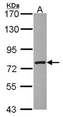 Western Blot: DREF Antibody [NBP2-16225]