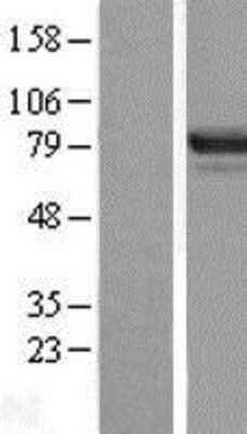 Western Blot: DREF Overexpression Lysate [NBL1-17959]