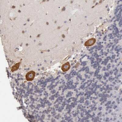 Immunohistochemistry-Paraffin: DRG1 Antibody [NBP1-82591]