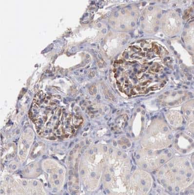 Immunohistochemistry-Paraffin: DRG1 Antibody [NBP1-82591]