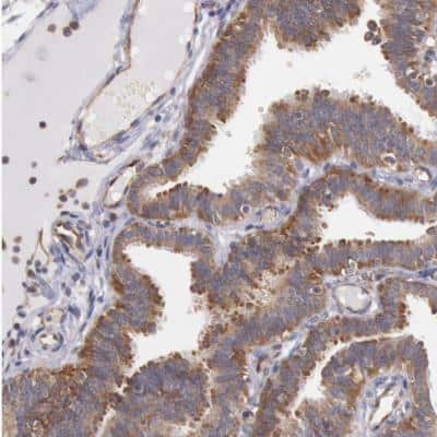 Immunohistochemistry-Paraffin: DRG1 Antibody [NBP1-82591]
