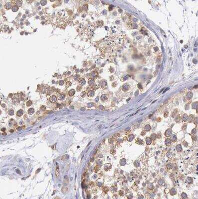 Immunohistochemistry-Paraffin: DRG1 Antibody [NBP1-82591]