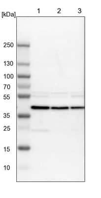 Western Blot: DRG1 Antibody [NBP1-82591]