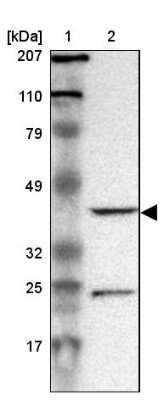 Western Blot: DRG1 Antibody [NBP1-82591]