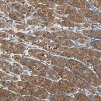 Immunohistochemistry-Paraffin: DRG2 Antibody [NBP1-89461]