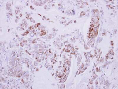Immunohistochemistry-Paraffin: DRG2 Antibody [NBP2-16227]