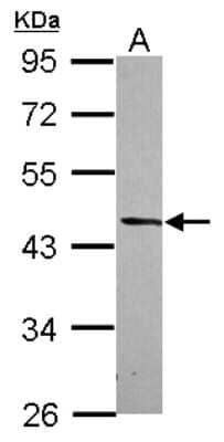 Western Blot: DRG2 Antibody [NBP2-16227]