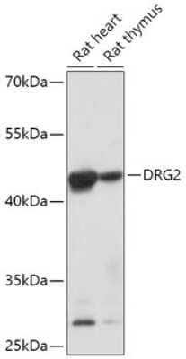 Western Blot: DRG2 AntibodyAzide and BSA Free [NBP2-92638]