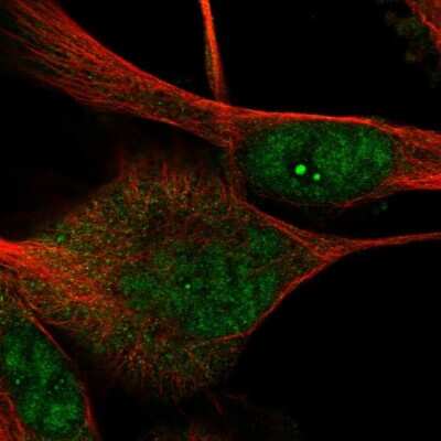 Immunocytochemistry/ Immunofluorescence: DRGX Antibody [NBP1-94059]