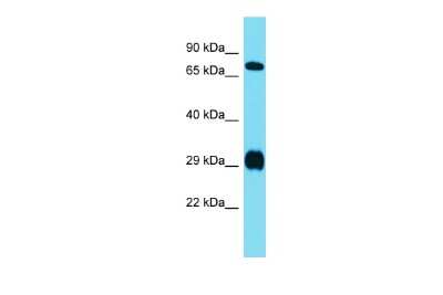 Western Blot: DRGX Antibody [NBP3-10398]