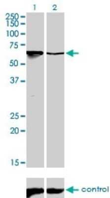 Western Blot: DRIL1 Antibody (1A11) [H00001820-M01]