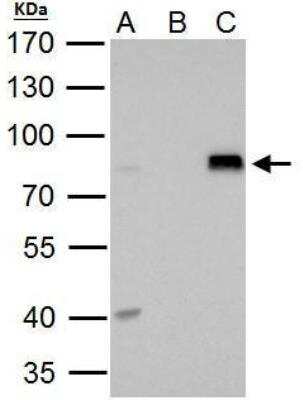 Immunoprecipitation: DRIL1 Antibody [NBP2-16228]