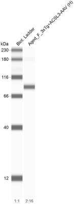 Simple Western: DRP1 AntibodyBSA Free [NB110-55288]
