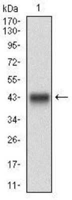 Western Blot: DRP1 Antibody (4A4C7)BSA Free [NBP2-37309]