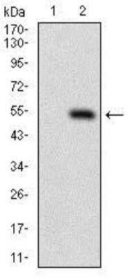 Western Blot: DRP1 Antibody (4A4C7)BSA Free [NBP2-37309]