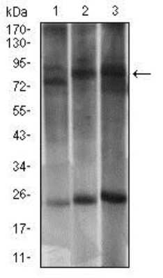 Western Blot: DRP1 Antibody (4A4C7)BSA Free [NBP2-37309]