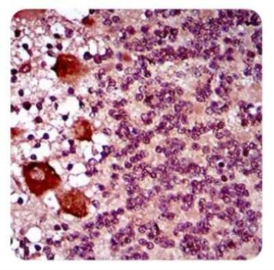 Immunohistochemistry: DRP1 Antibody (4E11B11) - Azide and BSA Free [NBP2-80702]