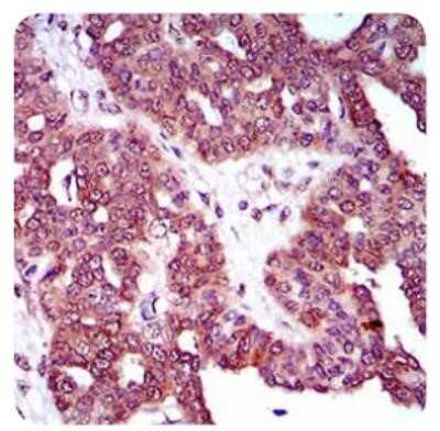 Immunohistochemistry: DRP1 Antibody (4E11B11) - Azide and BSA Free [NBP2-80702]