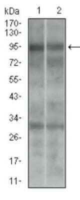 Western Blot: DRP1 Antibody (4E11B11)Azide and BSA Free [NBP2-80702]