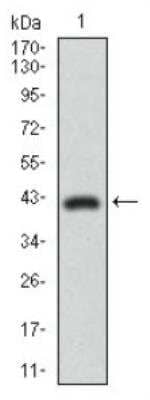Western Blot: DRP1 Antibody (4E11B11) [NBP2-23489]