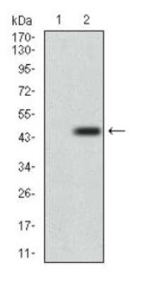 Western Blot: DRP1 Antibody (4E11B11) [NBP2-23489]