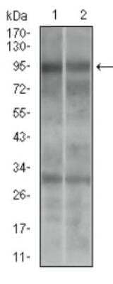 Western Blot: DRP1 Antibody (4E11B11) [NBP2-23489]