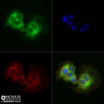 Immunocytochemistry/ Immunofluorescence: DRP1 Antibody - BSA Free [NB110-55288]