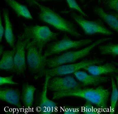 Immunocytochemistry/ Immunofluorescence: DRP1 Antibody - BSA Free [NB110-55288]