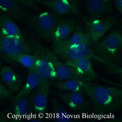 Immunocytochemistry/ Immunofluorescence: DRP1 Antibody - BSA Free [NB110-55288]