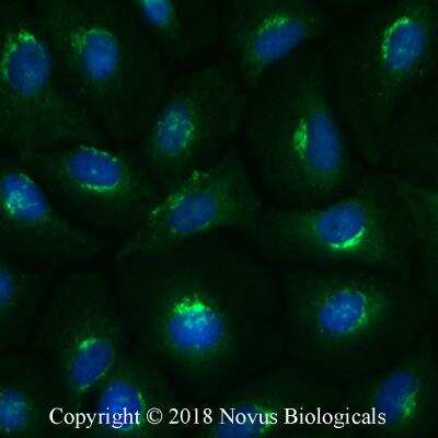 Immunocytochemistry/ Immunofluorescence: DRP1 Antibody - BSA Free [NB110-55288]