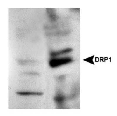 Western Blot: DRP1 AntibodyBSA Free [NB110-55288]